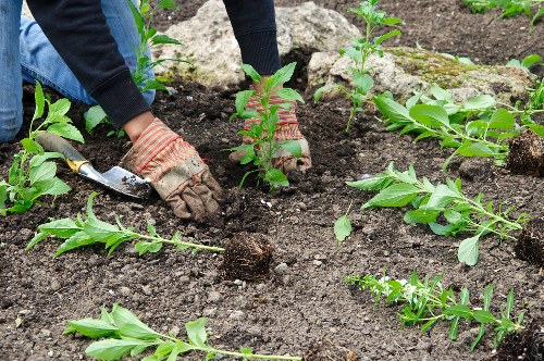 Risk assessment and protective gear used by Highgate gardeners