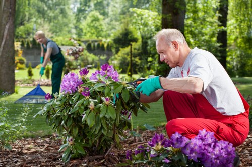 Seasonal hedge trimming work in a residential Highgate property