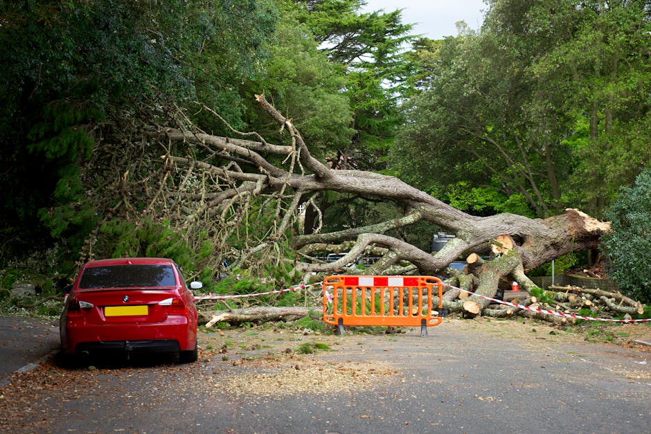 Emergency gardeners Highgate same day tree and hedge clearance